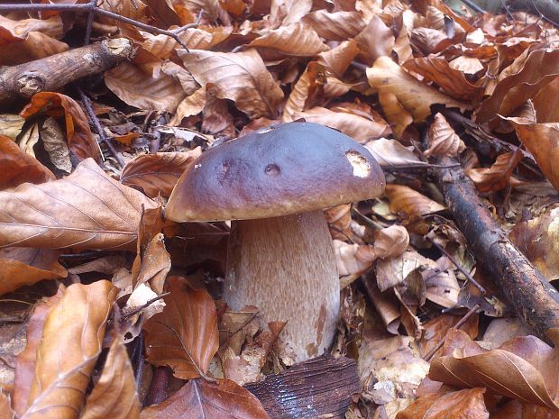 hríb smrekový Boletus edulis Bull.