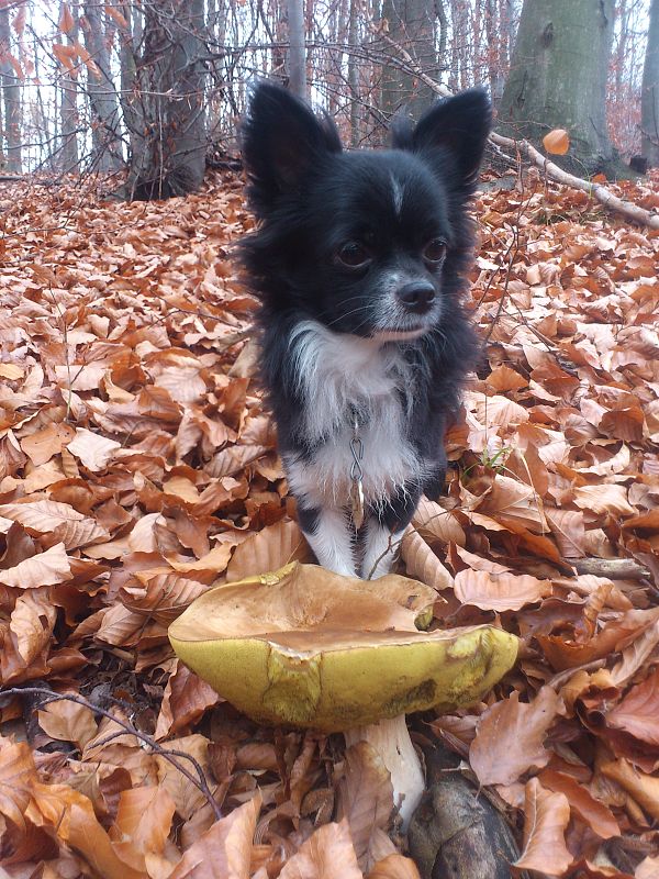 hríb smrekový Boletus edulis Bull.