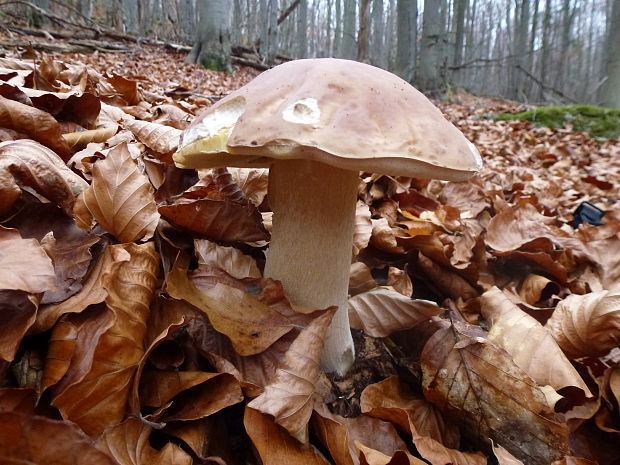 hríb smrekový Boletus edulis Bull.