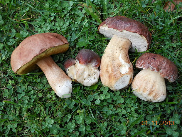 hríb sosnový Boletus pinophilus Pil. et Dermek in Pil.