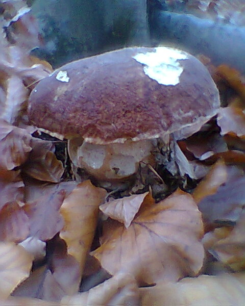 hríb sosnový Boletus pinophilus Pil. et Dermek in Pil.