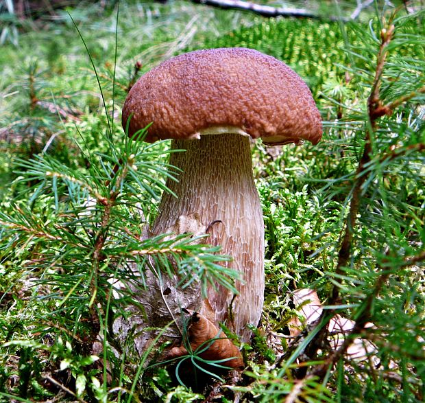 hríb dubový Boletus reticulatus Schaeff.