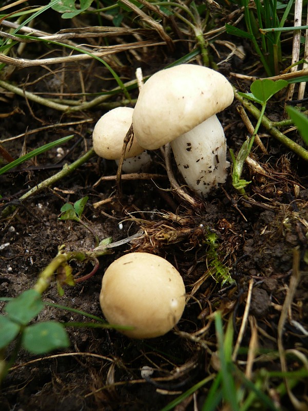 čírovnica májová Calocybe gambosa (Fr.) Donk