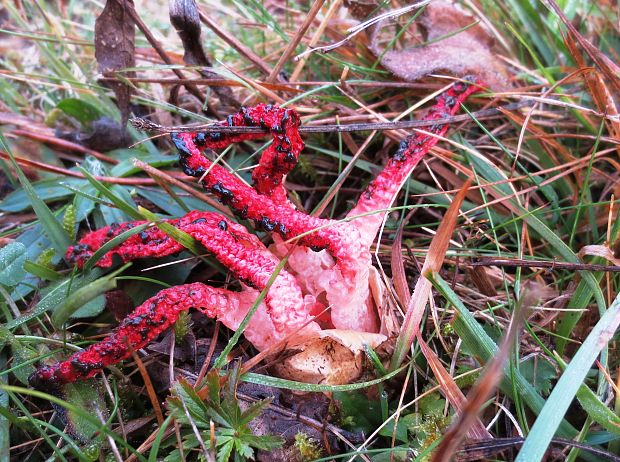 mrežovka kvetovitá Clathrus archeri (Berk.) Dring