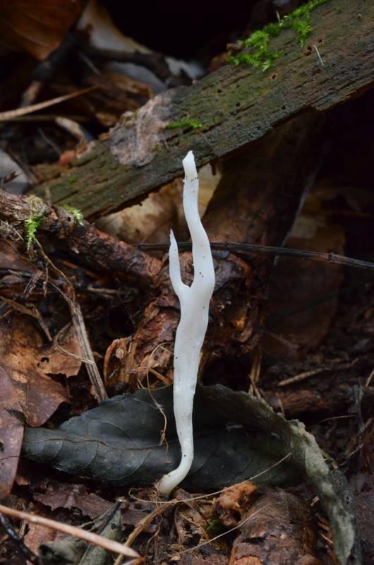 konárovka Clavulina sp.