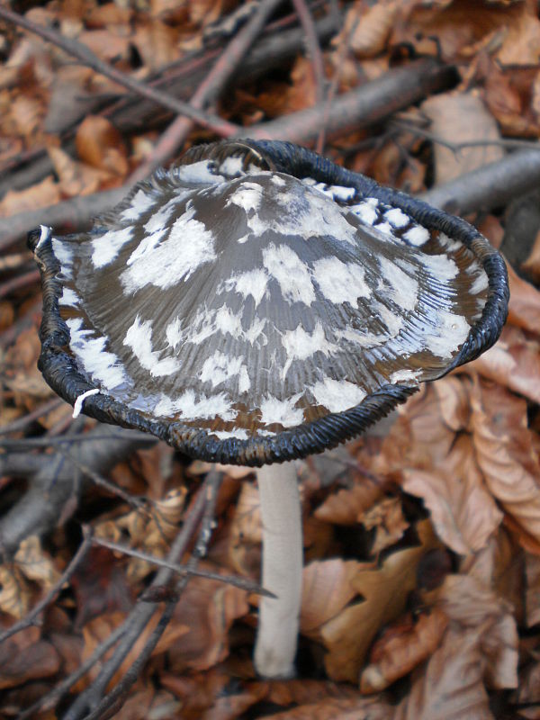 hnojník strakatý Coprinopsis picacea (Bull.) Redhead, Vilgalys & Moncalvo