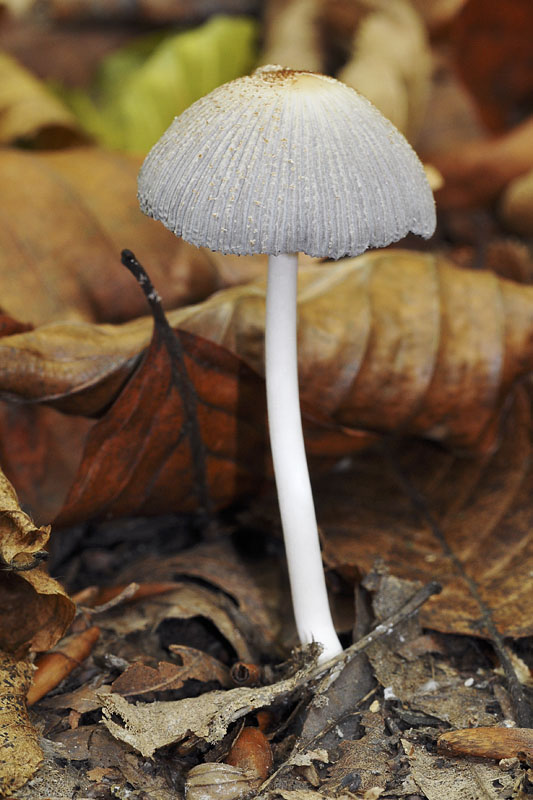 hnojník Coprinus sp.