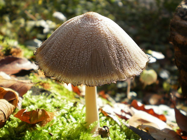 hnojník Coprinus sp.