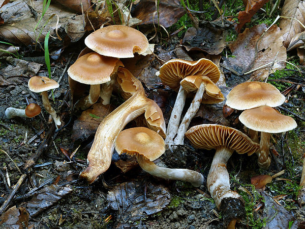 pavučinovec pekný Cortinarius lepidus Moënne-Locc.