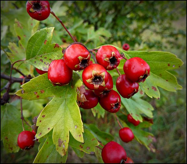 hloh obyčajný Crataegus laevigata (Poir.) DC.