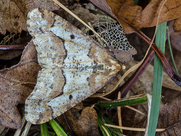 piadivka zimná Erannis defoliaria