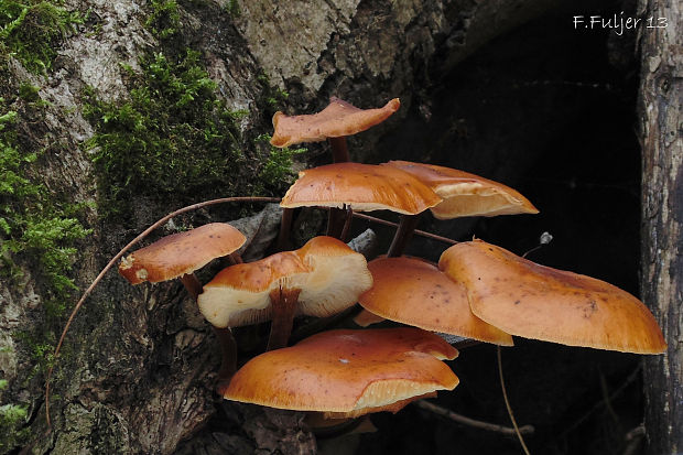 plamienka Flammulina sp.