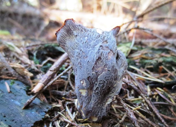 lievikovec kyjakovitý Gomphus clavatus (Pers.) Gray