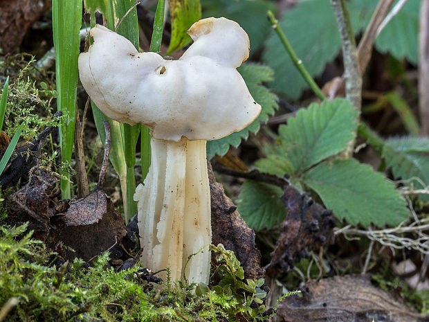 chriapač kučeravý Helvella crispa (Scop.) Fr.