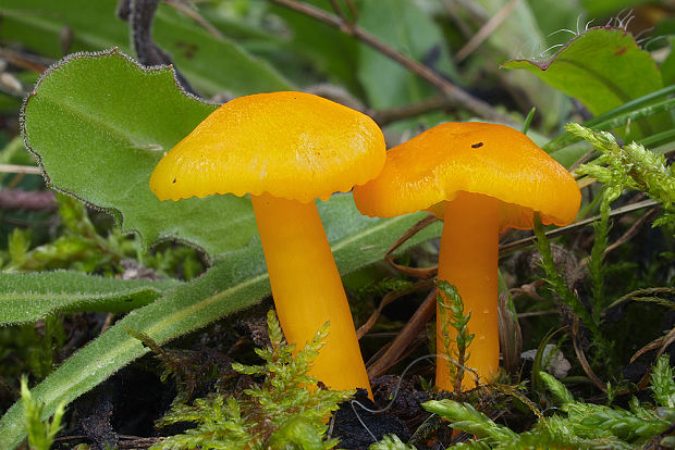 lúčnica citrónovožltá Hygrocybe chlorophana (Fr.) Wünsche