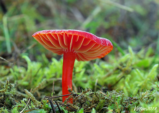 lúčnica šarlátová Hygrocybe coccinea (Schaeff.) P. Kumm.