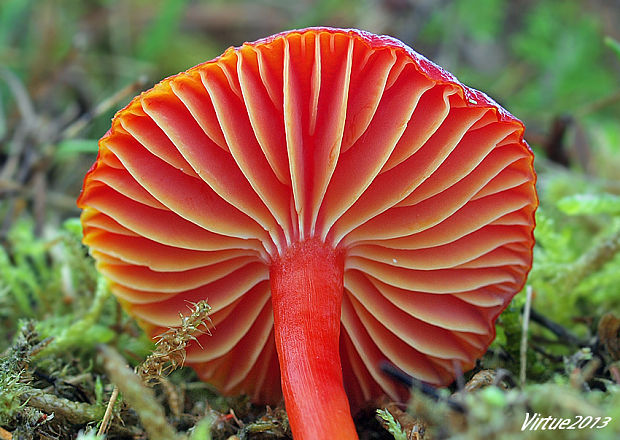 lúčnica šarlátová Hygrocybe coccinea (Schaeff.) P. Kumm.