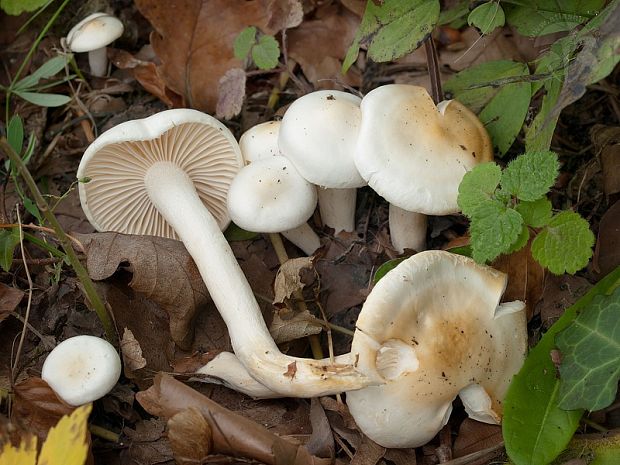 šťavnačka bledá Hygrophorus discoxanthus Rea