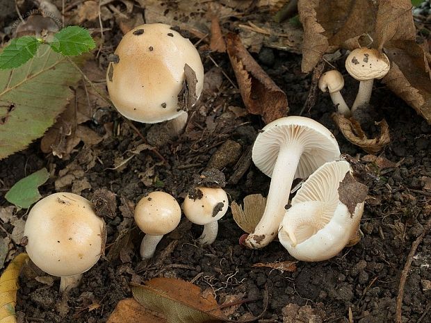 šťavnačka Lindtnerova Hygrophorus lindtneri M.M. Moser