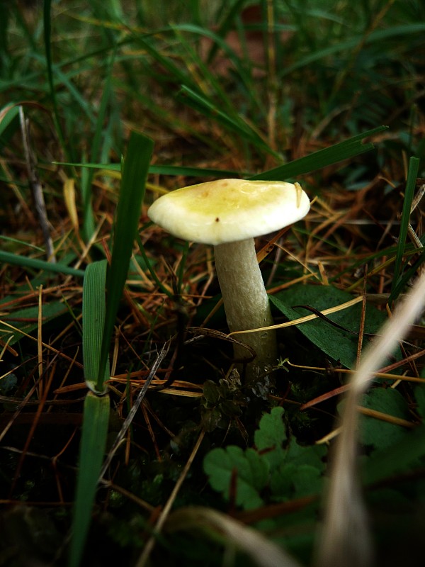 šťavnačka smrekovcová Hygrophorus lucorum Kalchbr.