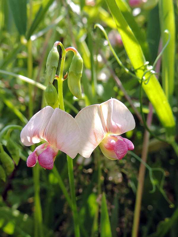 hrachor lesný / hrachor lesní Lathyrus sylvestris L.