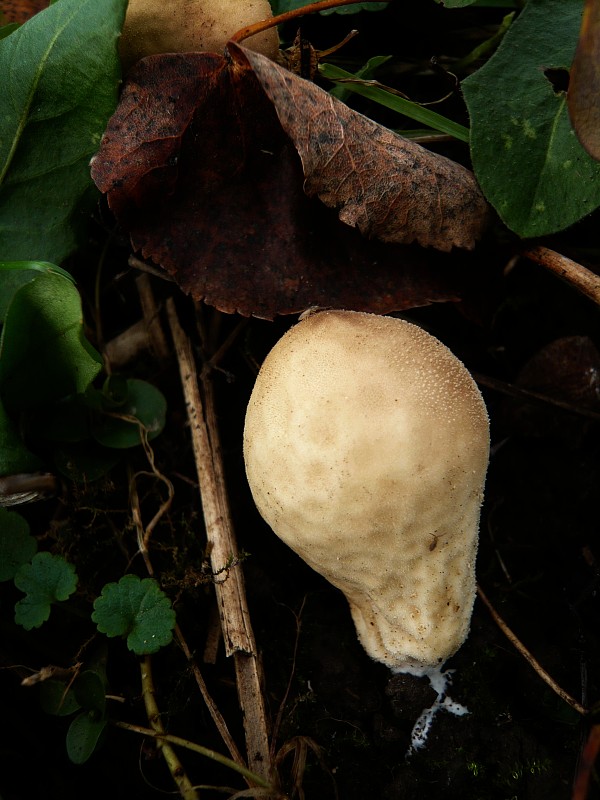 prášnica hruškovitá Lycoperdon pyriforme Schaeff.