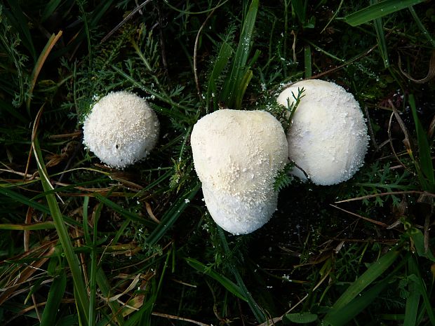 prášnica Lycoperdon sp.