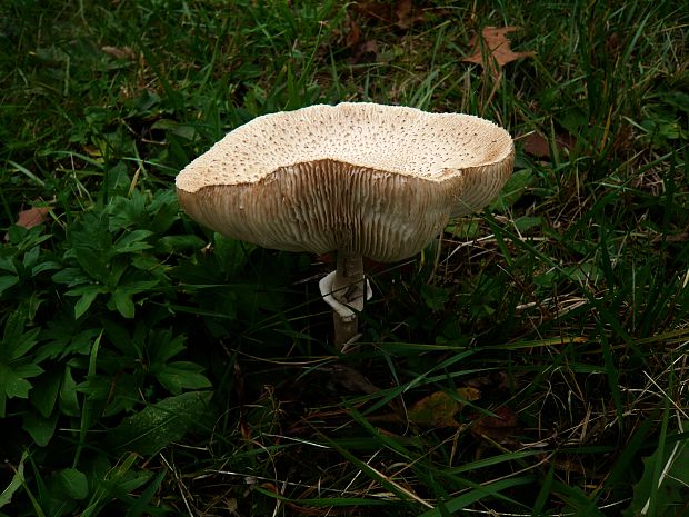 bedľa štíhla Macrolepiota mastoidea (Fr.) Singer