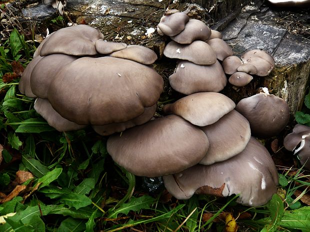 hliva ustricovitá Pleurotus ostreatus (Jacq.) P. Kumm.