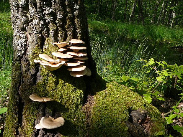 hliva ustricovitá Pleurotus ostreatus (Jacq.) P. Kumm.