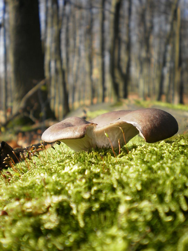 hliva ustricovitá Pleurotus ostreatus (Jacq.) P. Kumm.