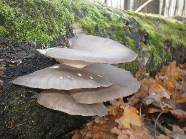 hliva ustricovitá Pleurotus ostreatus (Jacq.) P. Kumm.