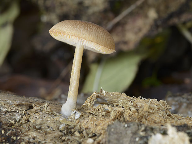 štítovka zamatová Pluteus cf. plautus (Weinm.) Gillet