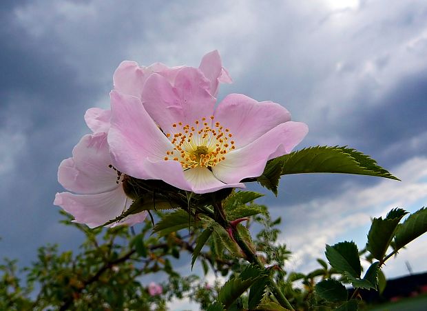 ruža šípová Rosa canina L.