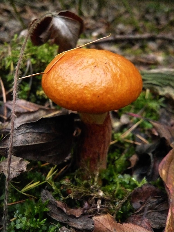 masliak smrekovcový Suillus grevillei (Klotzsch) Singer