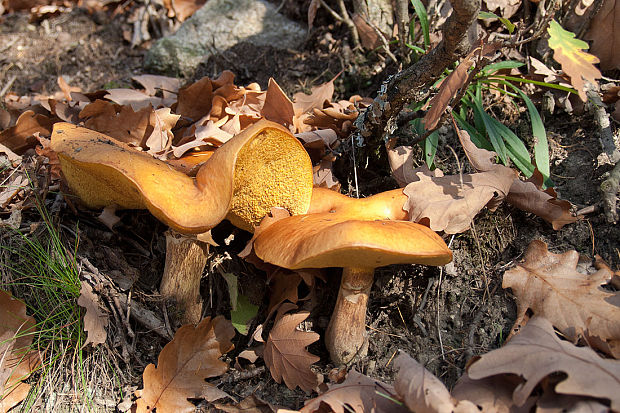 masliak smrekovcový Suillus grevillei (Klotzsch) Singer