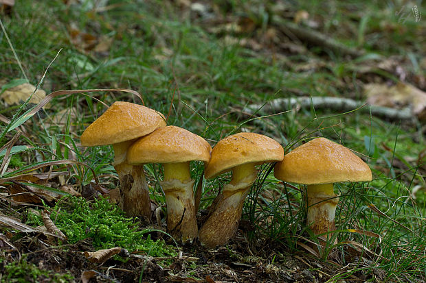 masliak smrekovcový Suillus grevillei (Klotzsch) Singer