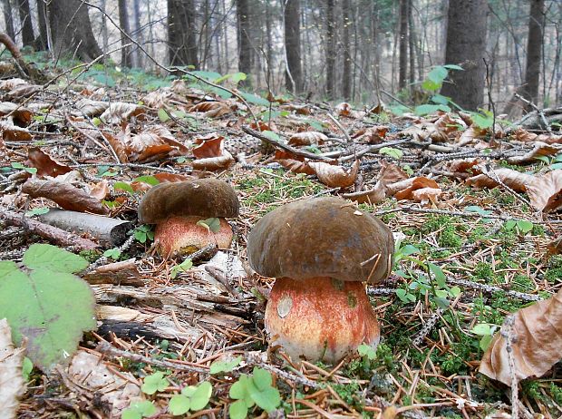 hríb zrnitohlúbikový Sutorius luridiformis (Rostk.) G. Wu & Zhu L. Yang