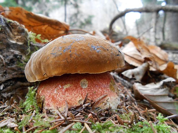 hríb zrnitohlúbikový Sutorius luridiformis (Rostk.) G. Wu & Zhu L. Yang