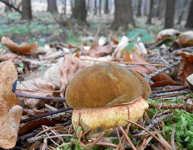 hríb zrnitohlúbikový Sutorius luridiformis (Rostk.) G. Wu & Zhu L. Yang