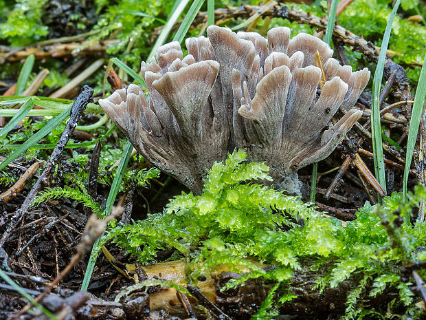 plesňovka smradľavá Thelephora palmata (Scop.) Fr.