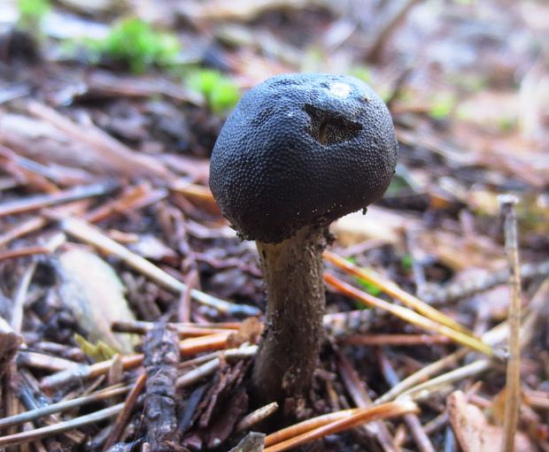 žezlovka hlavičkatá Tolypocladium capitatum (Holmsk.) Quandt, Kepler & Spatafora