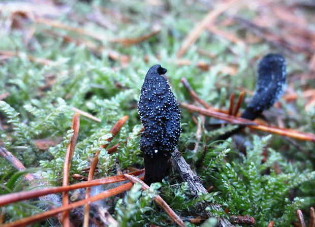 žezlovka srnková Tolypocladium ophioglossoides (J.F. Gmel.) Quandt, Kepler & Spatafora