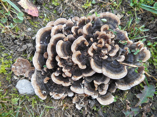 trúdnikovec pestrý Trametes versicolor (L.) Lloyd