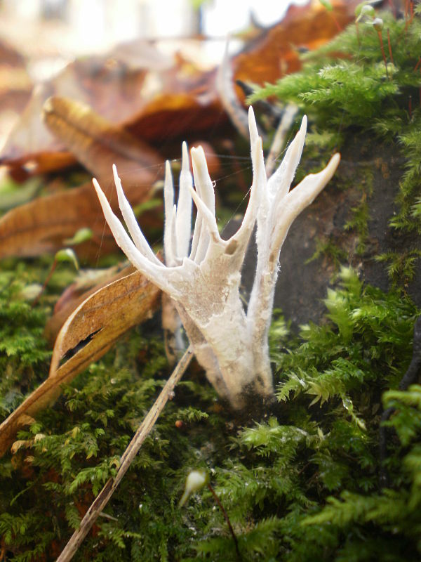 drevnatec parohatý Xylaria hypoxylon (L.) Grev.