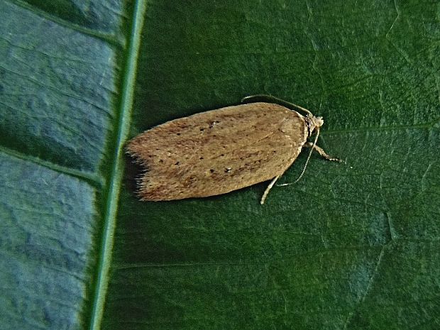 obaľovač vrbicový Acleris lorquiniana Duponchel, 1835