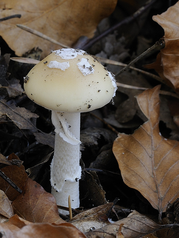 muchotrávka slamovožltá Amanita gemmata (Fr.) Bertill.