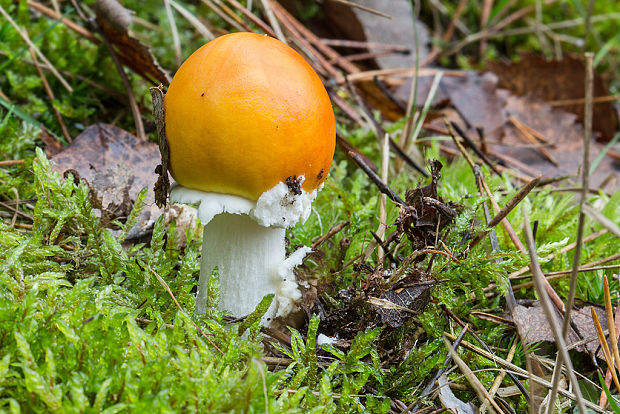 muchotrávka červená holá Amanita muscaria var. aureola (Kalchbr.) Quél.