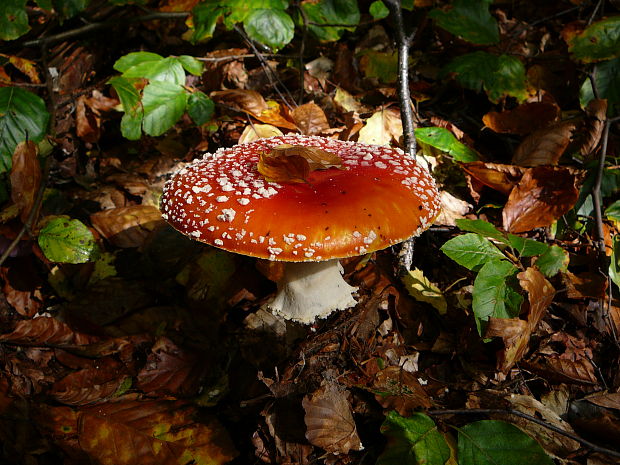 muchotrávka červená Amanita muscaria (L.) Lam.