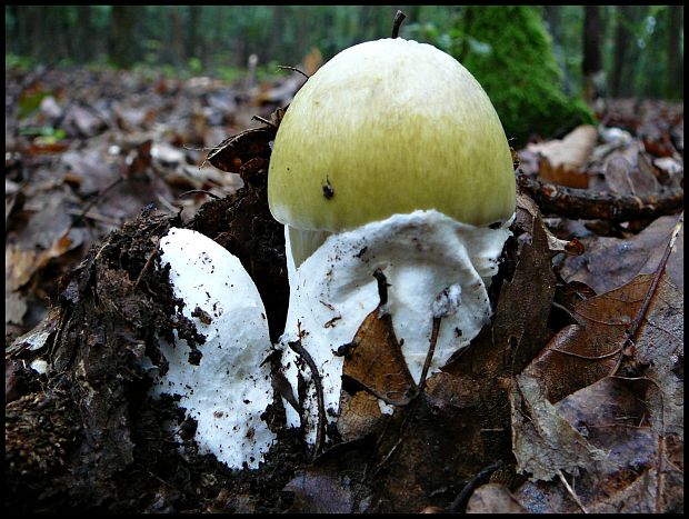 muchotrávka zelená Amanita phalloides (Vaill. ex Fr.) Link